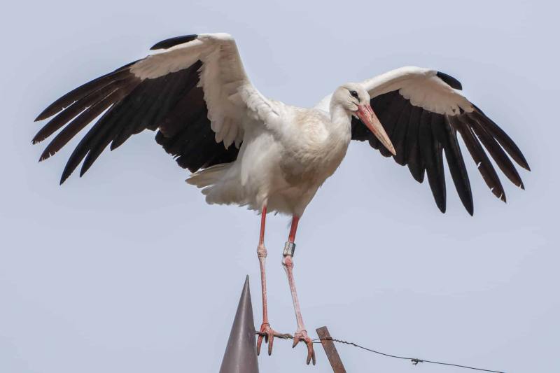 Storch 9