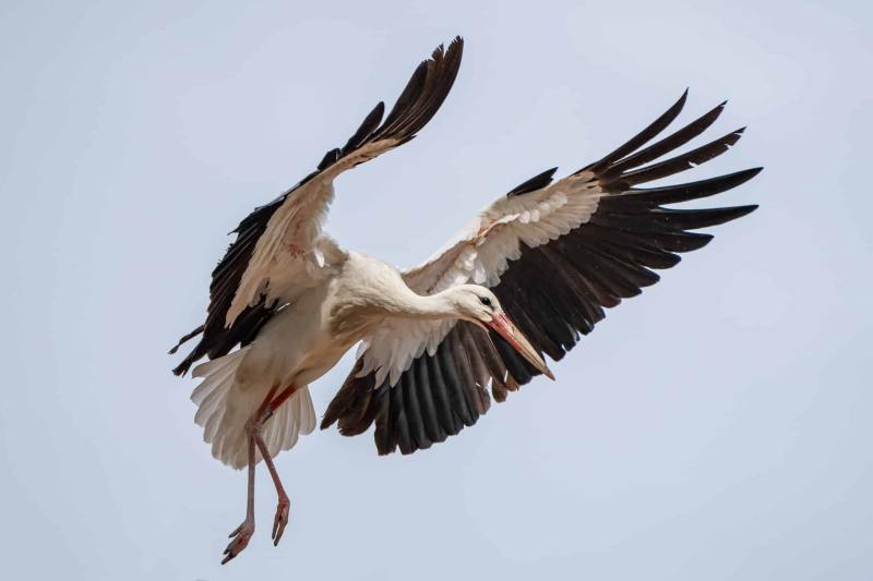 Storch 5