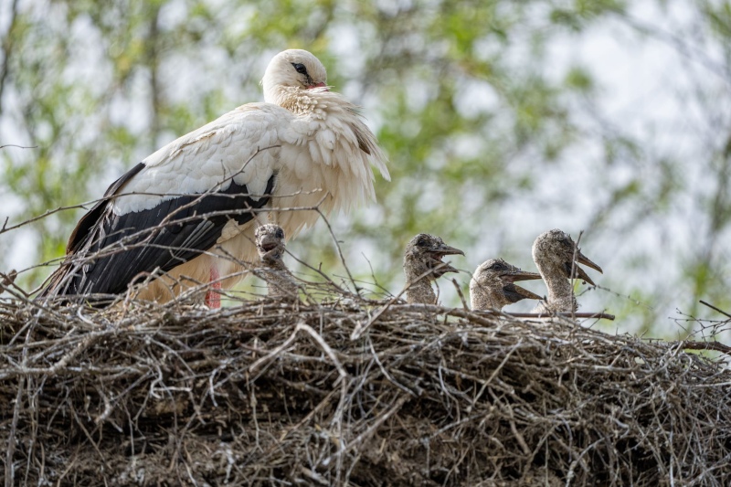 Storch 16