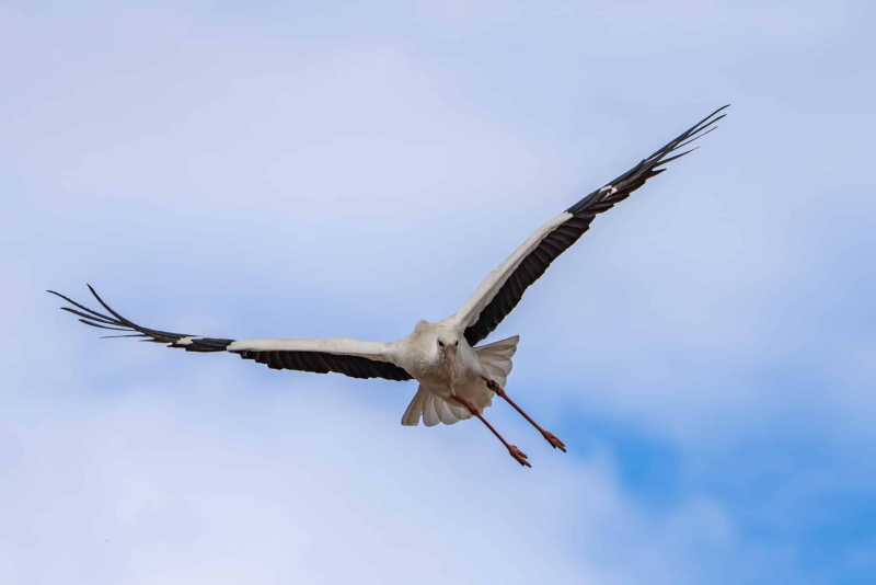 Storch 12