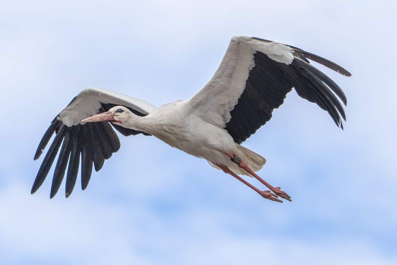 Storch 10