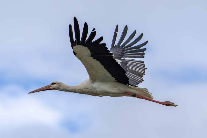 Storch 13