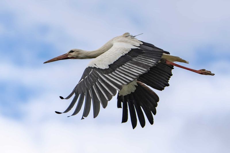 Storch 11
