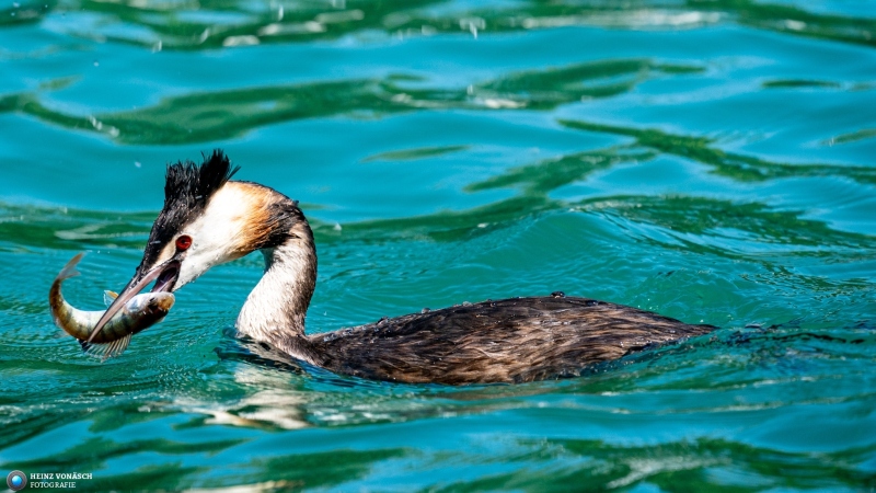 Ente 4