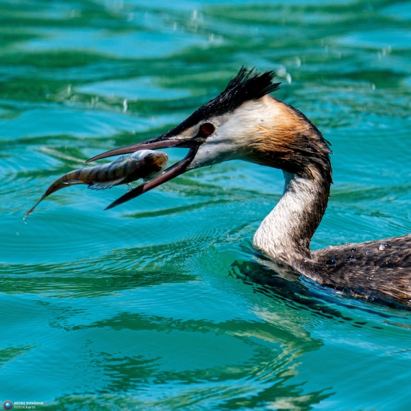 Ente 5