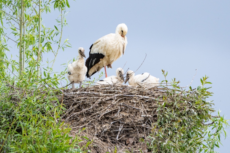 Storch 15