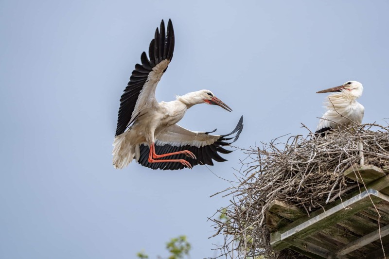Storch 14