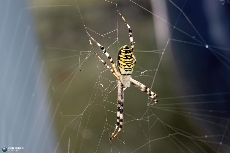 Spinne 1
