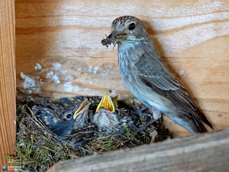 Vogel 1