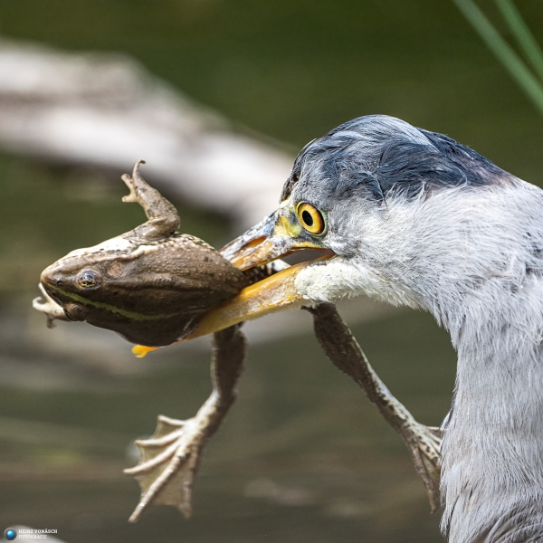 Graureiher Graureiher