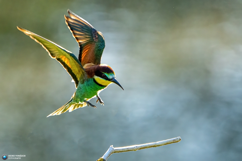 Bienenfresser Bienenfresser