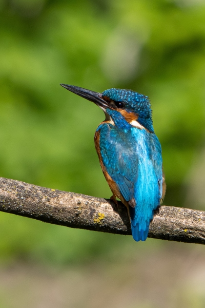 Eisvogel 29