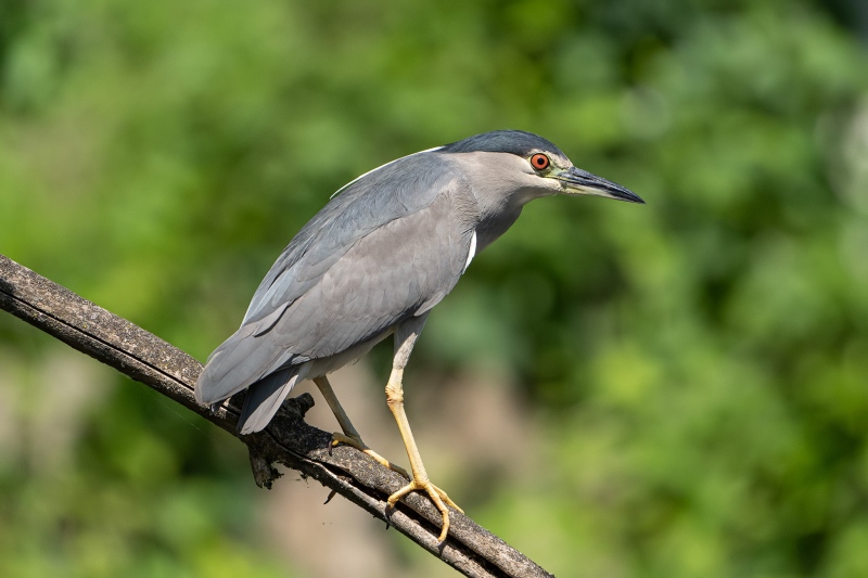 Vogel 5