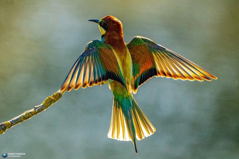 Bienenfresser Bienenfresser