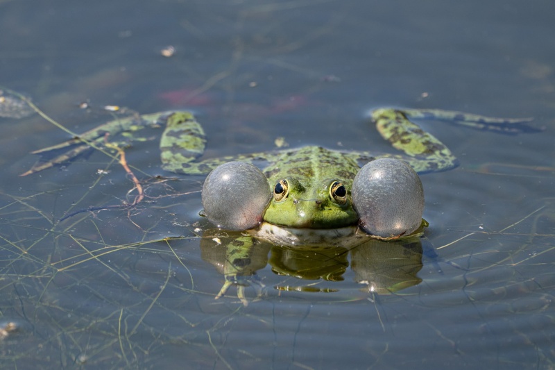 Frosch 1