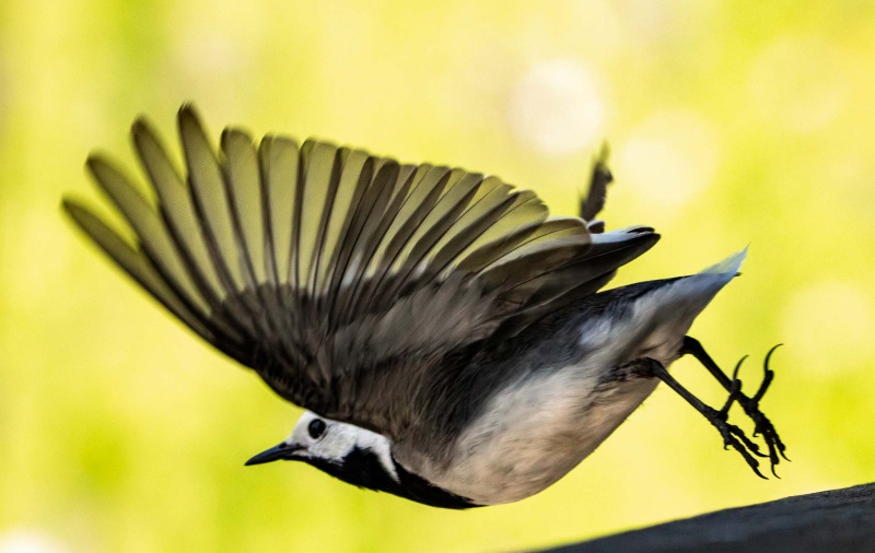 Vogel 3