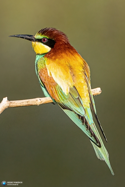 Bienenfresser Bienenfresser