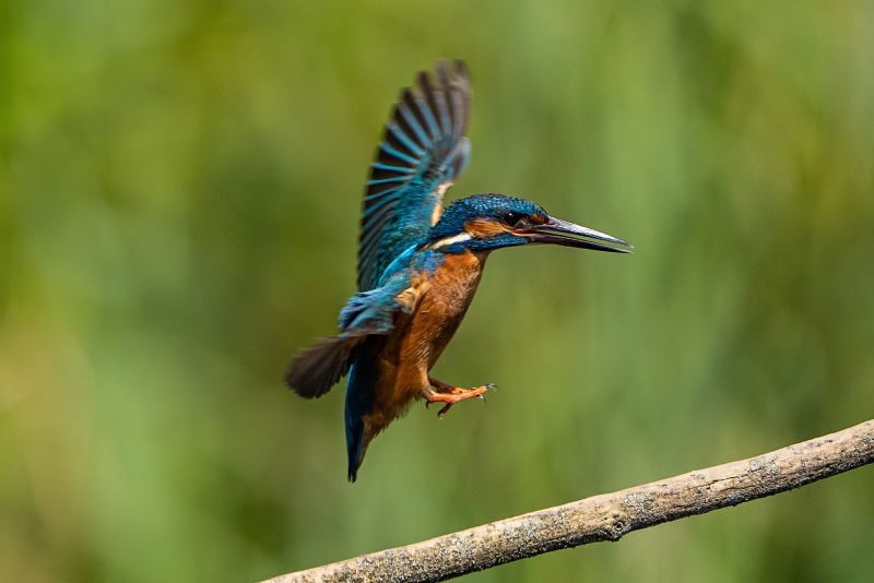 Eisvogel 22