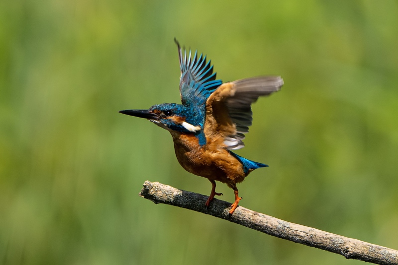 Eisvogel 21