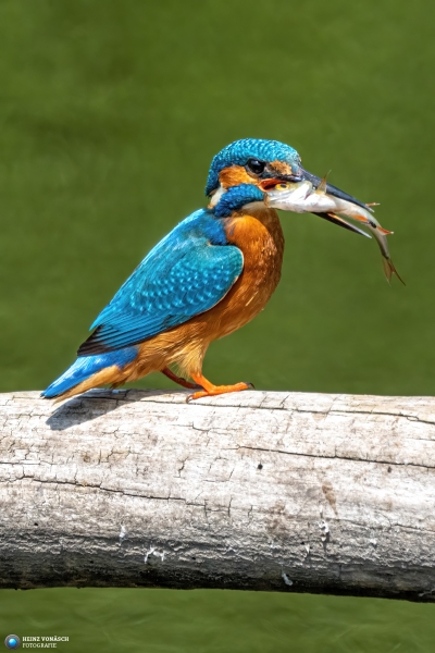 Eisvogel 14