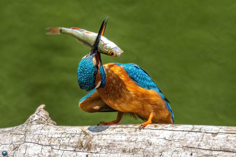 Eisvogel 16