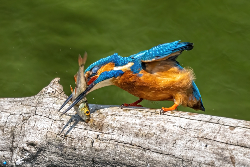 Eisvogel 15