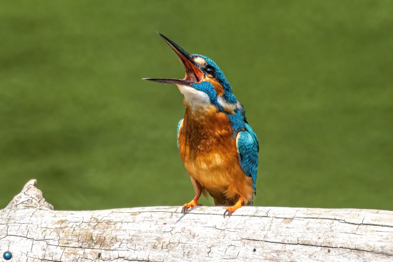 Eisvogel 18