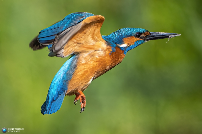 Eisvogel 3 