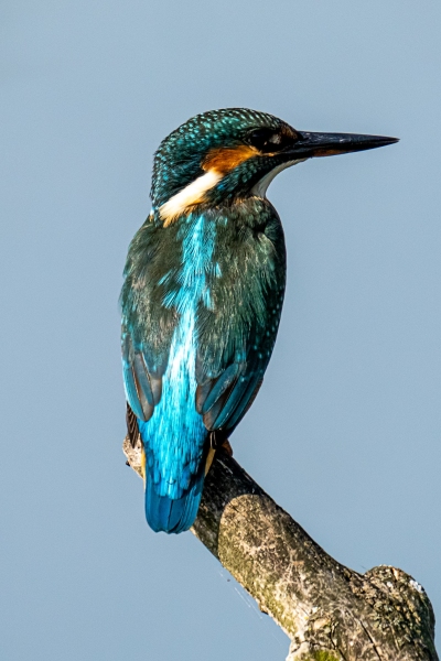 Eisvogel 39