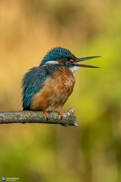 Eisvogel 34