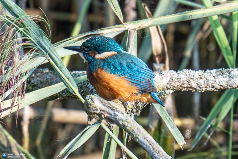Eisvogel 37
