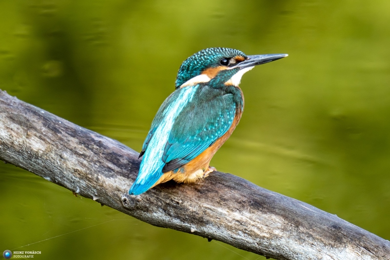 Eisvogel 38