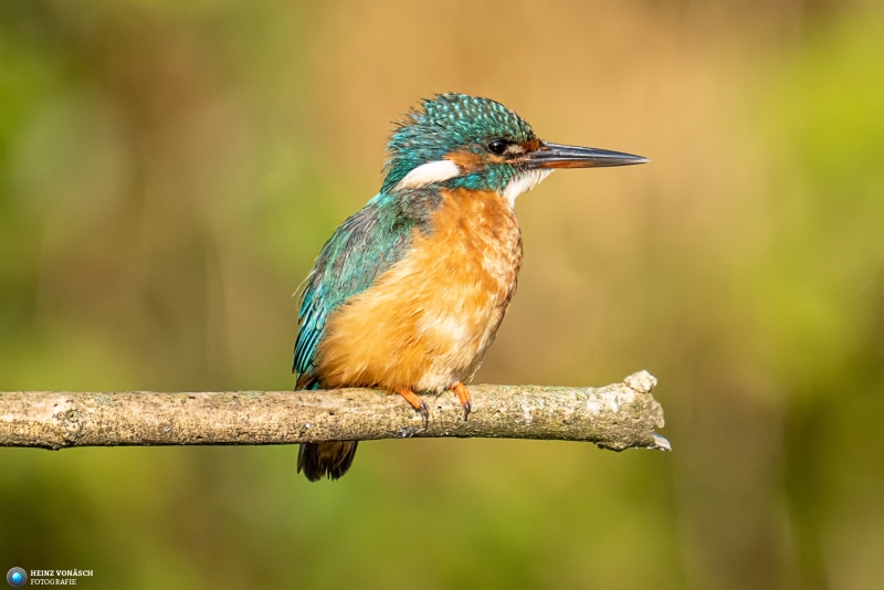 Eisvogel 33